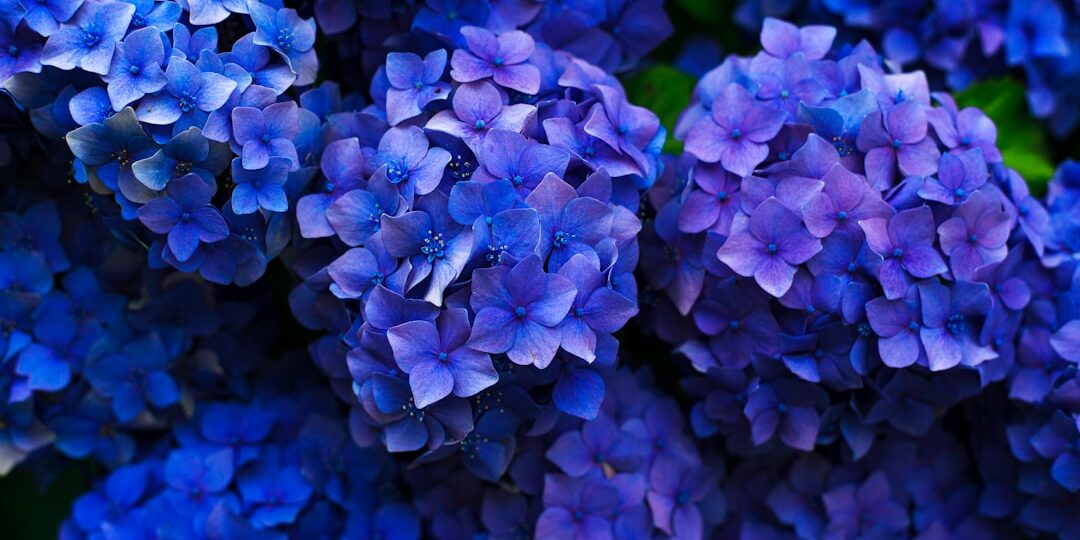 Photo Floral print