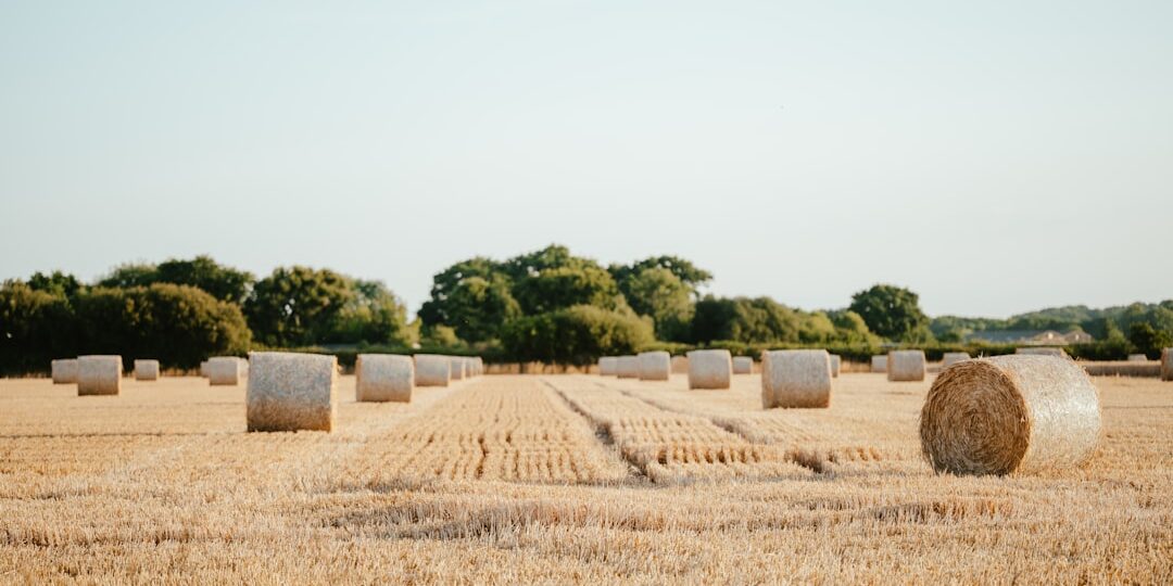 Photo harvest festival