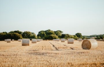 Photo harvest festival