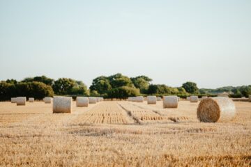 Photo harvest festival