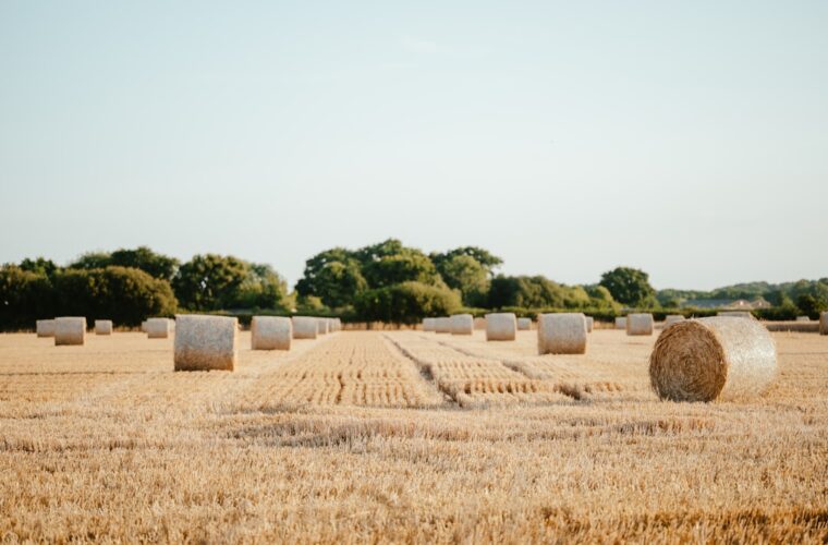 Photo harvest festival