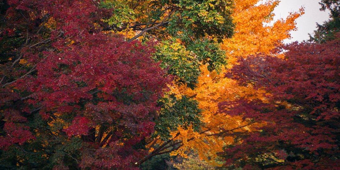 Photo fall trendy colors