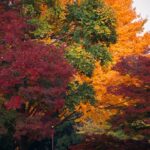 Photo fall trendy colors