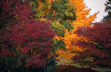 Photo fall trendy colors