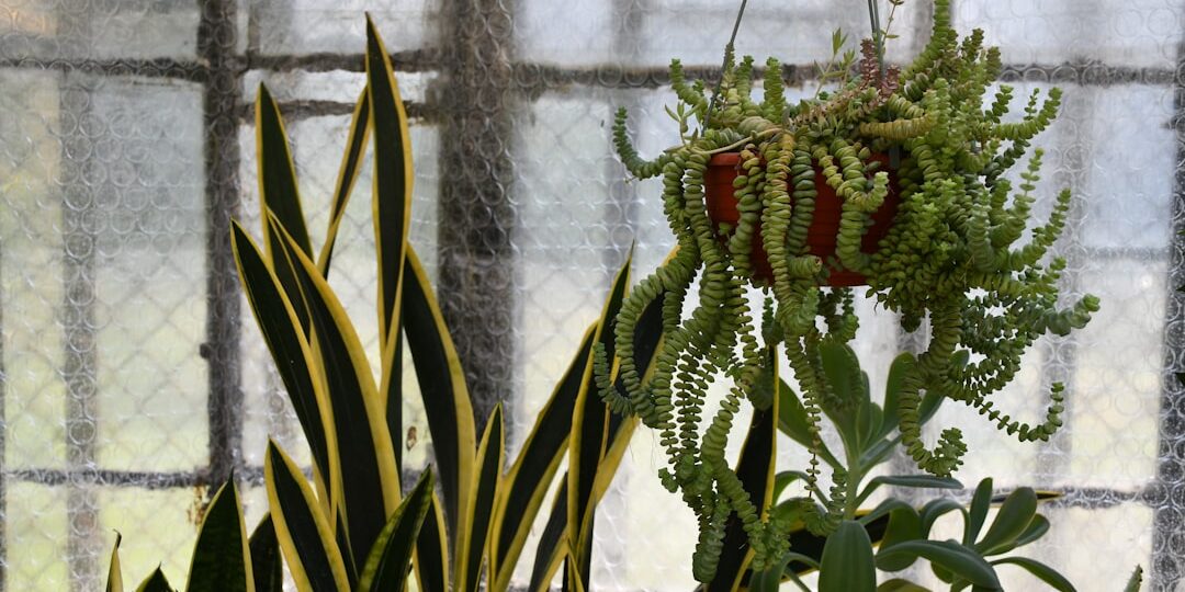 Photo houseplant care