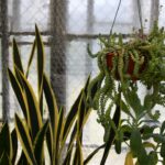 Photo houseplant care