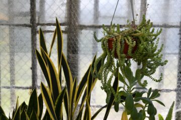 Photo houseplant care