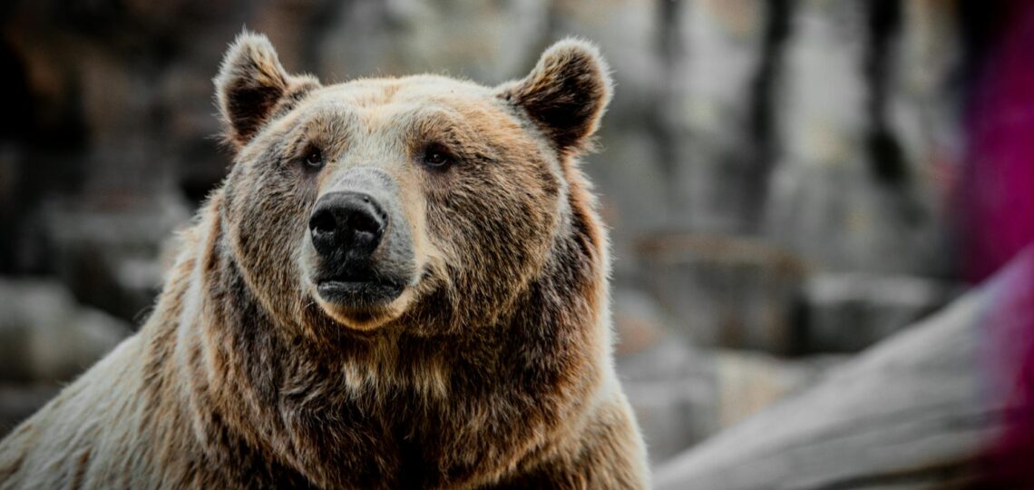 Niedźwiedzia misja dla najmłodszych. Dzień Dziecka w Ścieżce w Koronach Drzew już wkrótce
