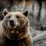 Niedźwiedzia misja dla najmłodszych. Dzień Dziecka w Ścieżce w Koronach Drzew już wkrótce