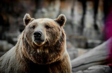 Niedźwiedzia misja dla najmłodszych. Dzień Dziecka w Ścieżce w Koronach Drzew już wkrótce