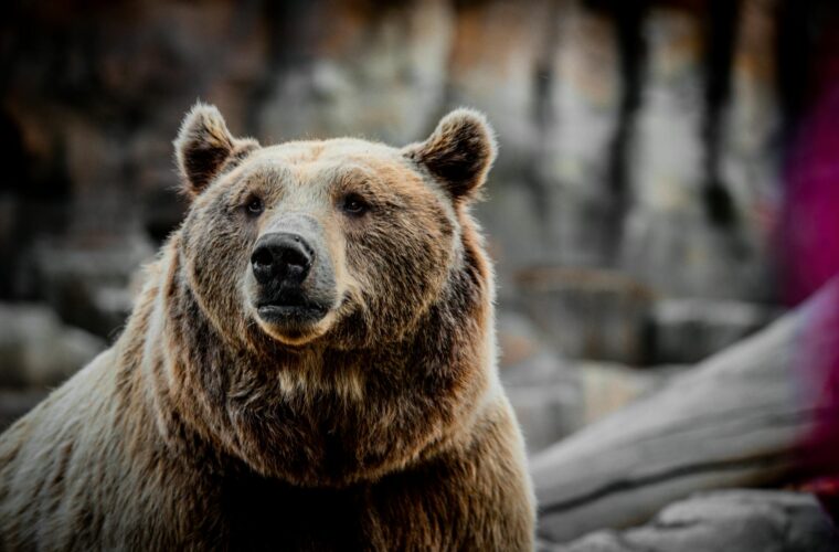 Niedźwiedzia misja dla najmłodszych. Dzień Dziecka w Ścieżce w Koronach Drzew już wkrótce
